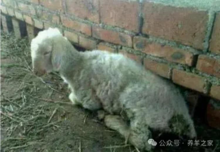 羊拉稀的症状及治疗方法！都会遇到的！