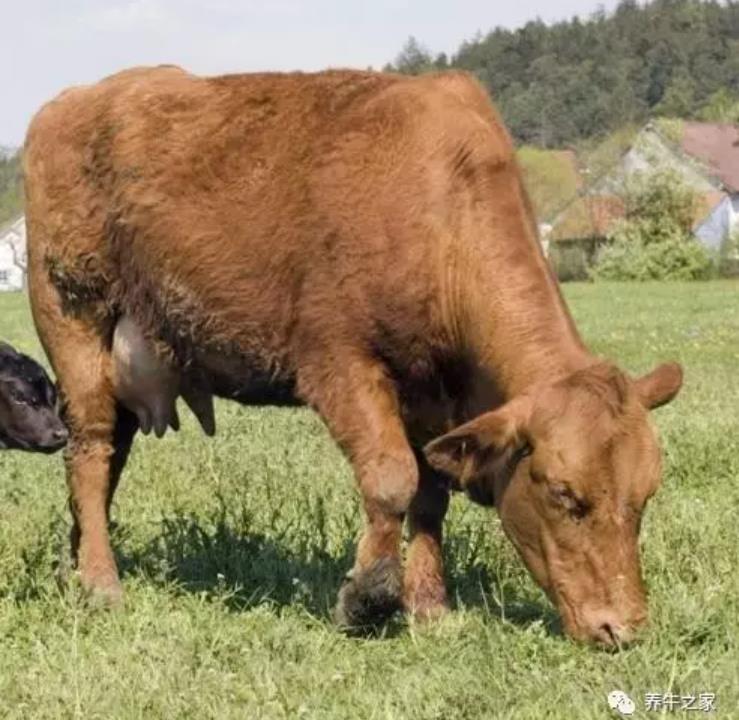 牛犊拉绿稀是什么原因？打什么药能好？