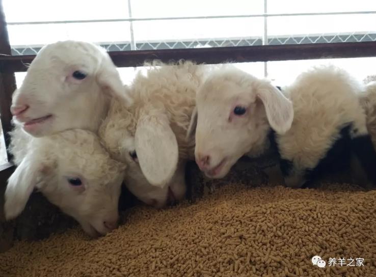 大母羊产羔少，原因终于找到了！
