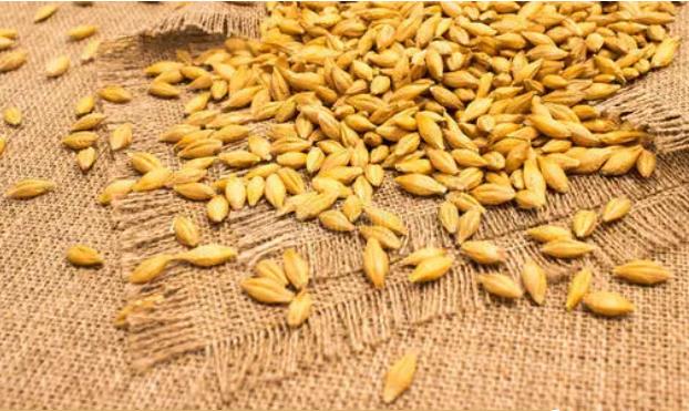 喂羊能量饲料，不止玉米（太贵了）！还有6种！