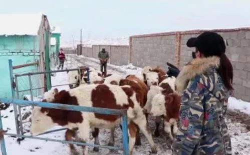 寒冷天气如何喂，科学饲喂牛六个技巧！