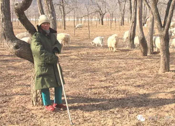 冬天羊最怕吃什么？这6样东西，是造成肉羊生病或死亡的“元凶”