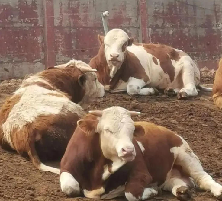 养育肥牛的！几条经验全是干货！