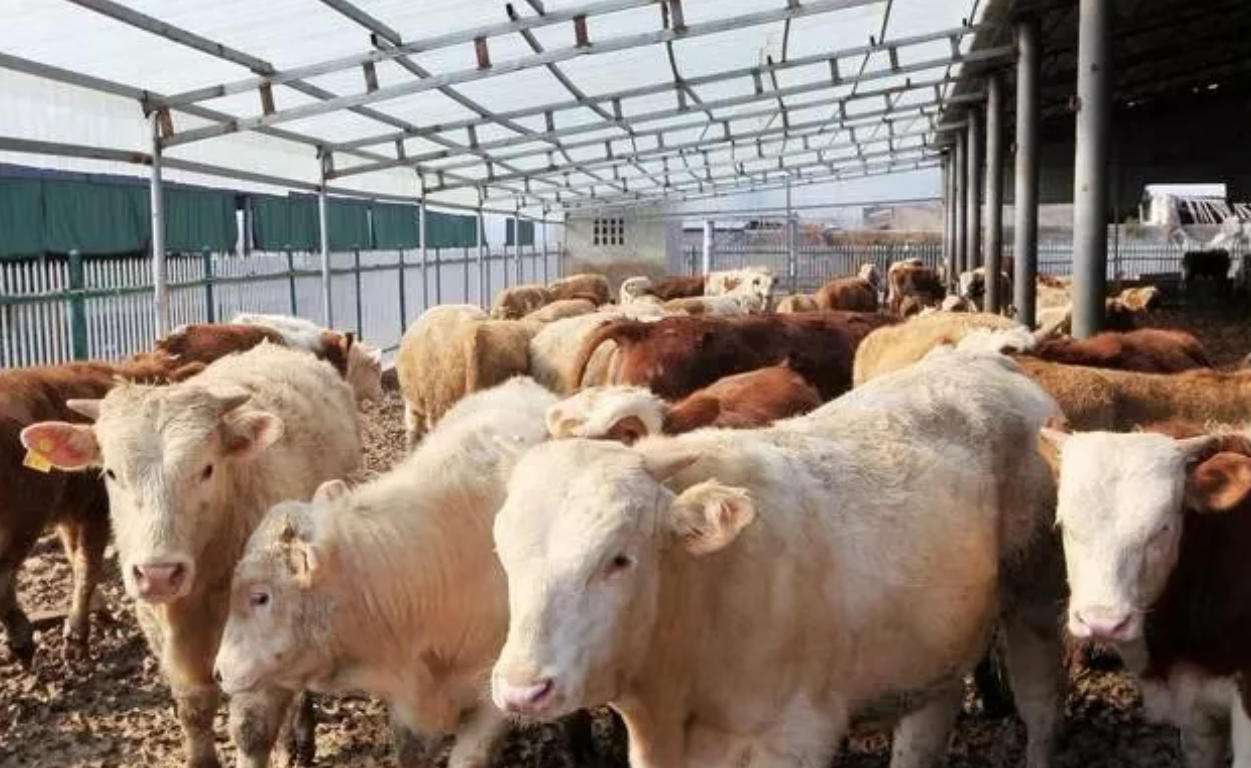 喂牛12招，招招能长肉，再瘦的牛也变肥！