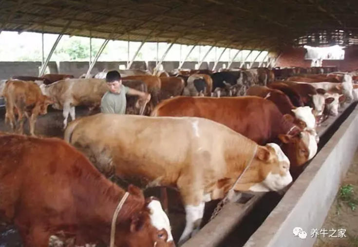 牛羊粪便里有未消化的饲料，过料原因在哪？