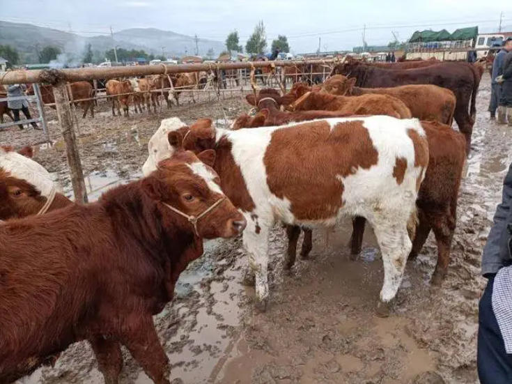 架子牛育肥最快配方：3个月出栏，一斤多赚2块！