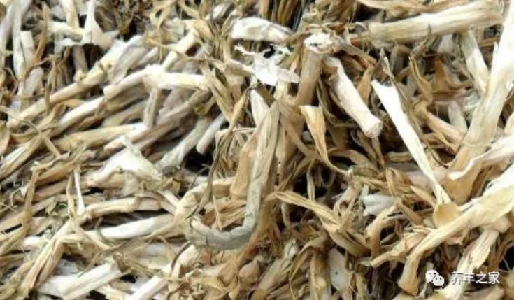 大蒜皮、秸秆、叶能喂羊吗，需要注意什么？